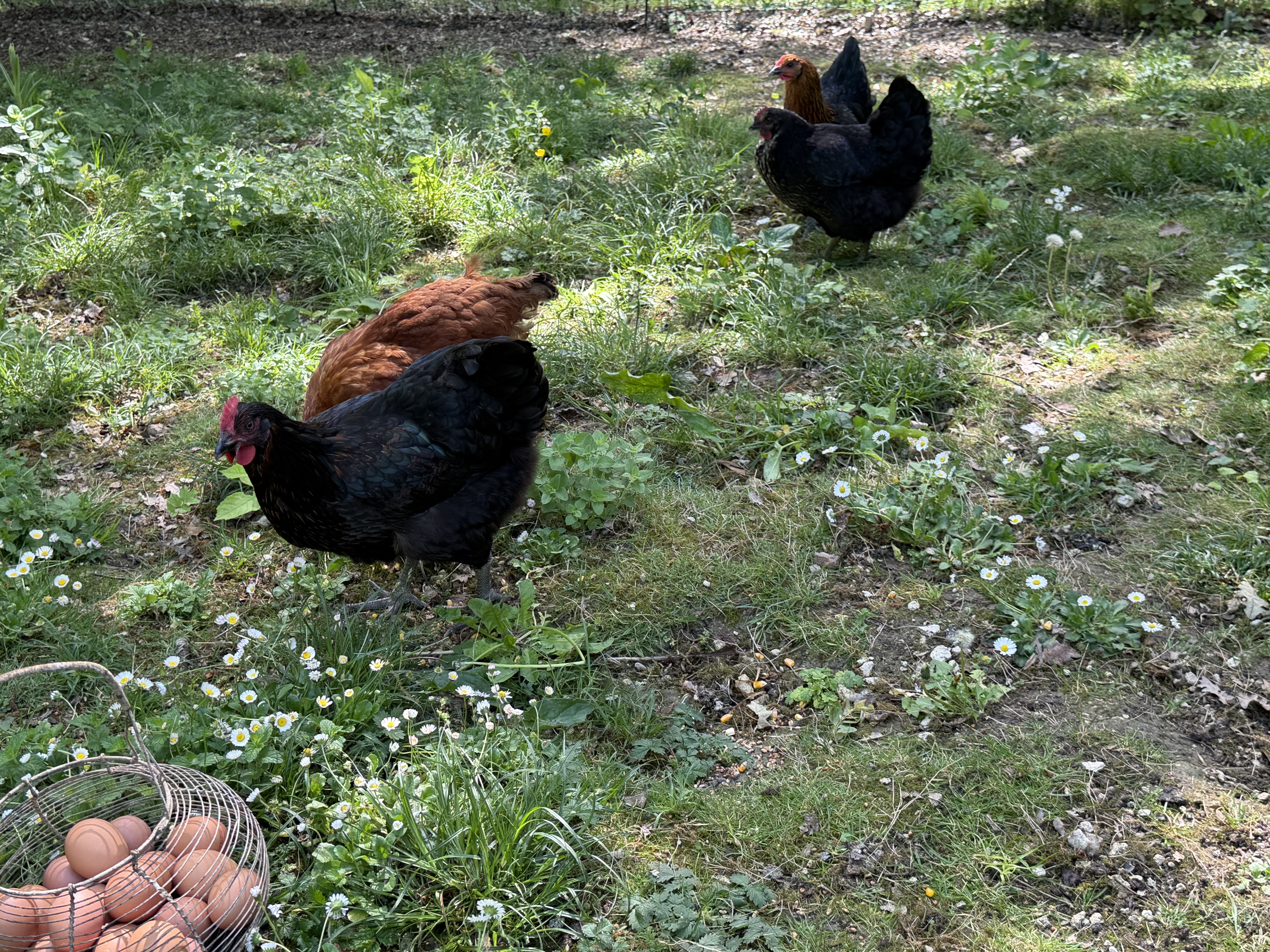 Nos poules Maison Volaille en plein air